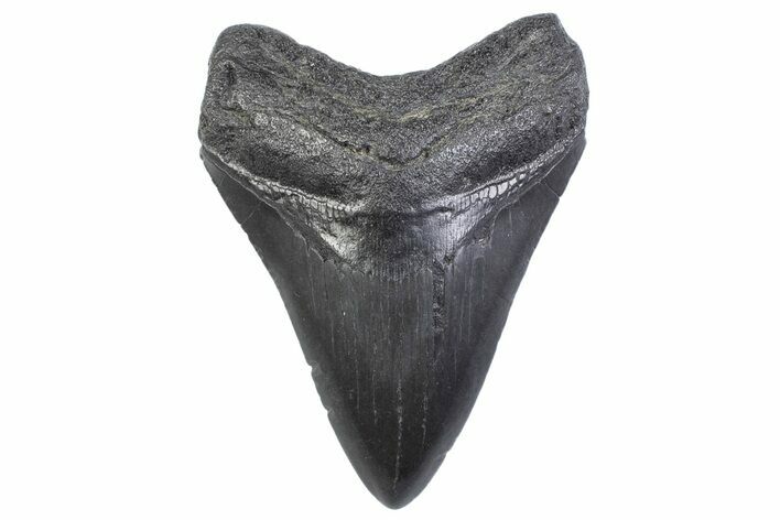Fossil Megalodon Tooth - South Carolina #371958